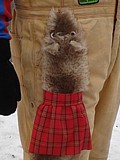 Kilted Snow Weasels